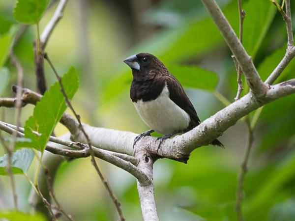 <h3><a href="/trips/srilanka/biota/animalia/chordata/aves/040 passeriformes/115 estrildidae/lonchura striata/lonchura striata-nl.html">Lonchura&nbsp;striata</a> / White‑rumped&nbsp;munia / Spitsstaartbronzemannetje</h3>NIKON D500 met AF-S Nikkor 300mm f/2.8G IF-ED VR II, 1/80 sec  bij F6.3, ISO 250, afstand 5.96&nbsp;m